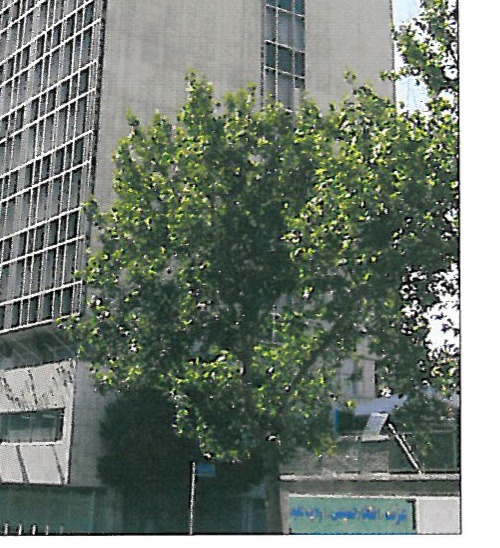 Campana Brothers, Brazilian Type, Local Capacities and Globalization